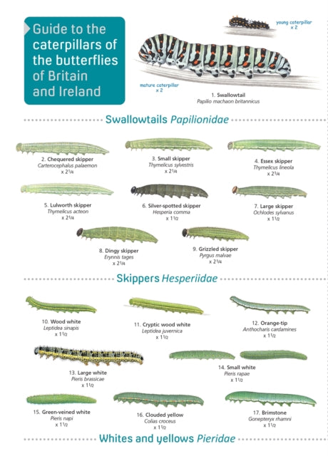 CATERPILLARS 2ND EDITION-9781908819468